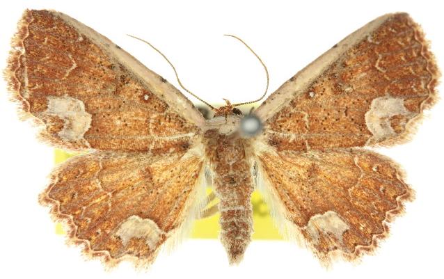 Metasada polycesta