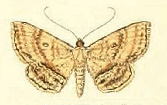 Hyposada postvittata