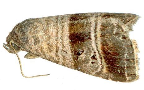 Ozarba punctigera