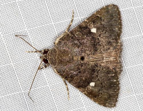 Amyna punctum