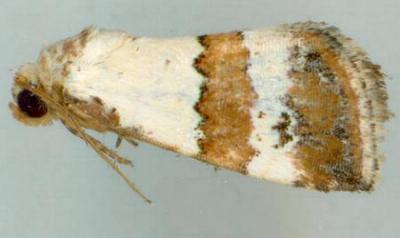 Maliattha ritsemae