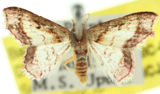 Micraeschus rufipallens