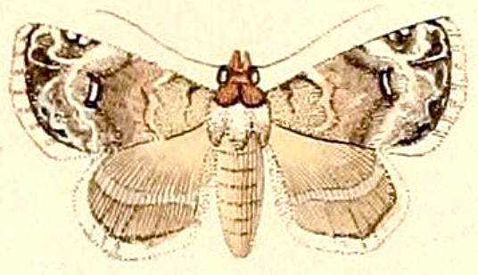 Coccidiphaga scitula