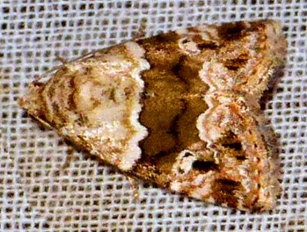 Maliattha signifera