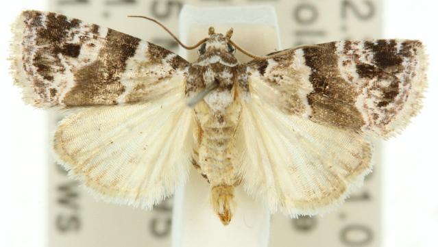 Maliattha signifera