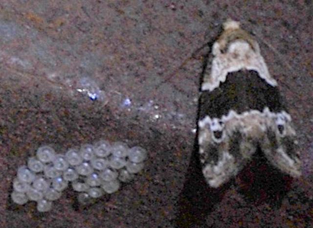 Maliattha signifera