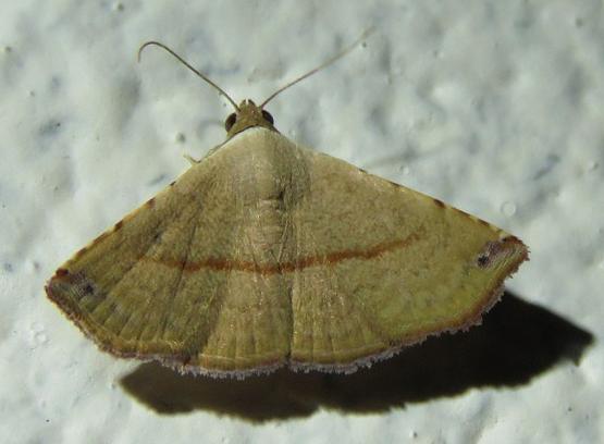 Autoba silicula