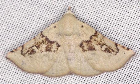 Autoba sphragidota