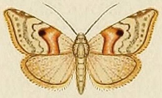 Autoba sphragidota