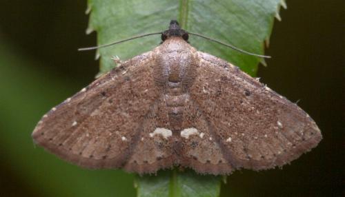 Carmara subcervina