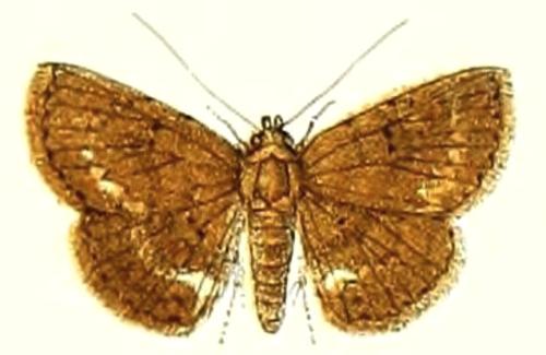 Carmara subcervina