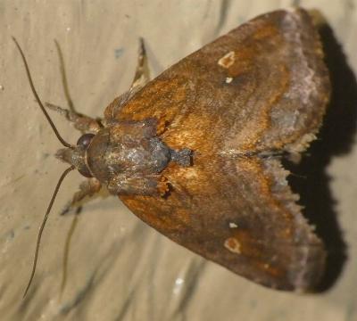 Eugatha thermochroa