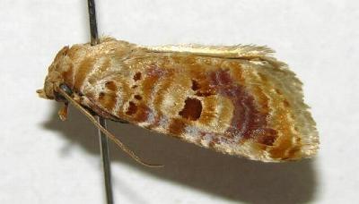Diastema tigris
