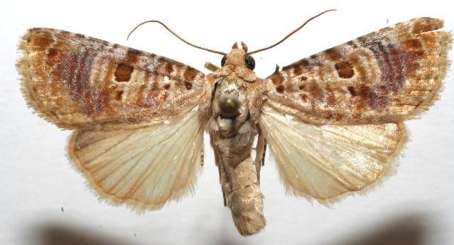 Diastema tigris