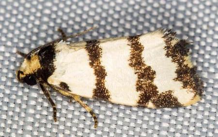 Eulocastra tripartita