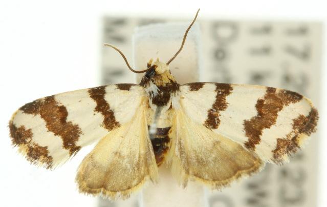 Eulocastra tripartita