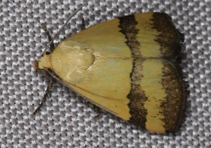 Himerois univittata