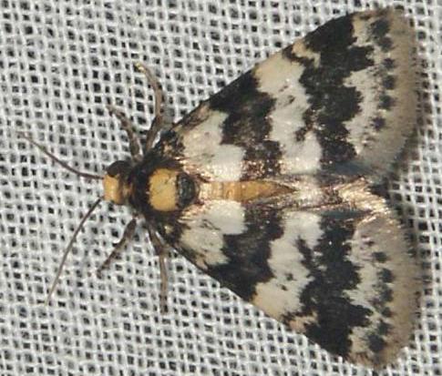 Habrophyes xuthosoma