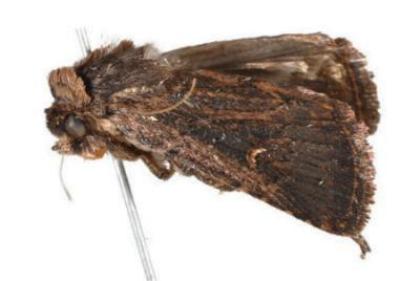 Proteuxoa adelopa