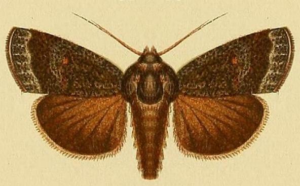 Proteuxoa adelopa