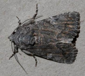 Aedia arctipennis
