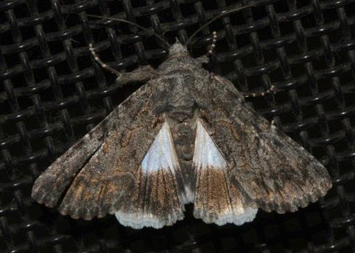 Aedia arctipennis