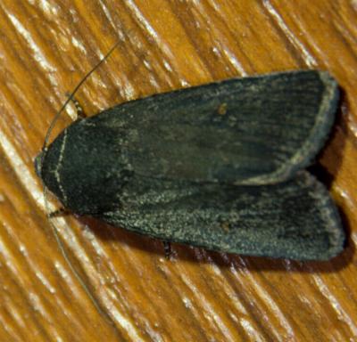 Proteuxoa asbolaea