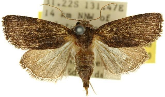 Proteuxoa asbolaea