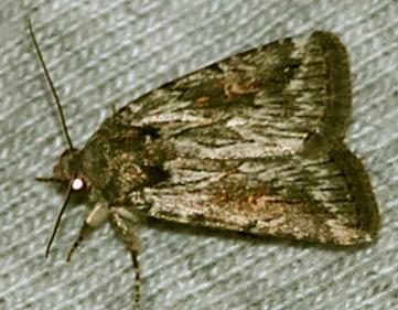 Thoracolopha atmoscopa
