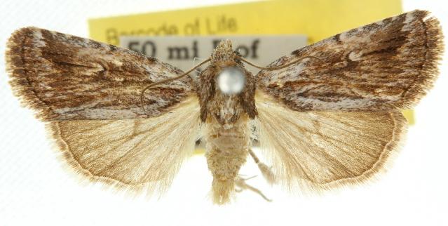 Thoracolopha atmoscopa