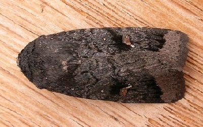 Proteuxoa atra