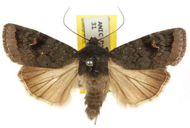 Proteuxoa atra