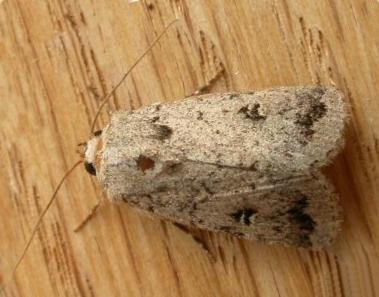 Proteuxoa capularis