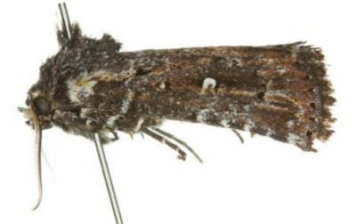 Barybela chionostigma
