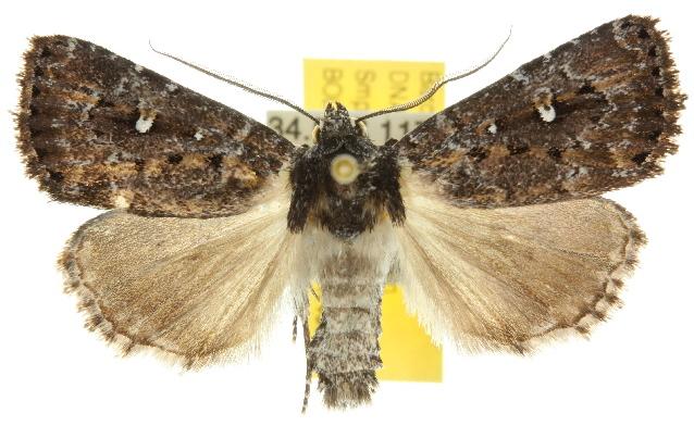 Barybela chionostigma