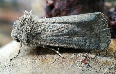Proteuxoa cryphaea