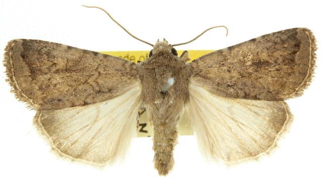 Proteuxoa cryphaea