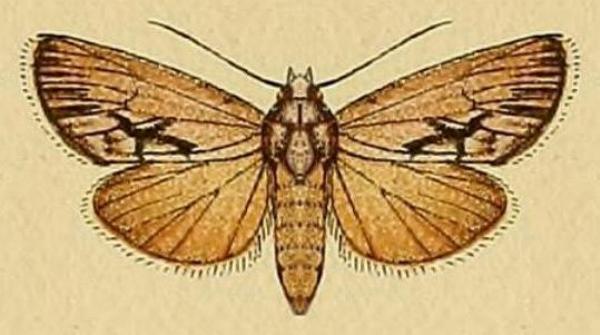 Calophasidia dentifera