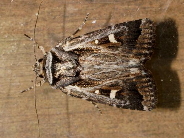 Proteuxoa epiplecta