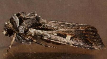 Proteuxoa epiplecta