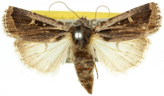Proteuxoa epiplecta