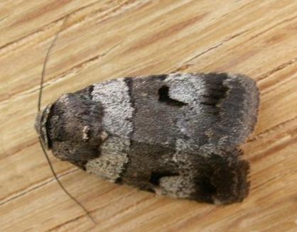 Thoracolopha flexirena