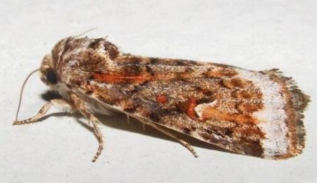 Proteuxoa florescens