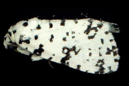 Thalatha guttalis