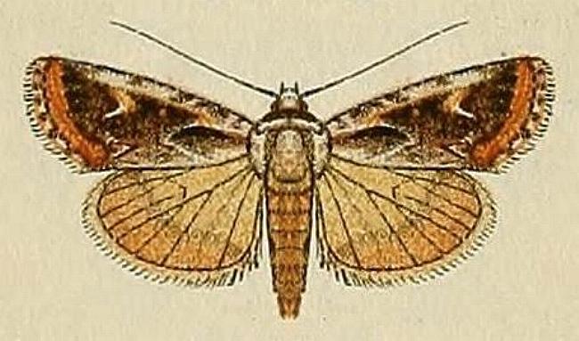 Proteuxoa heliosema