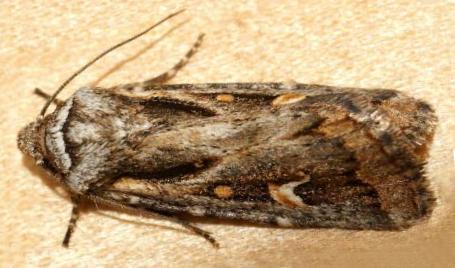 Proteuxoa heliosema