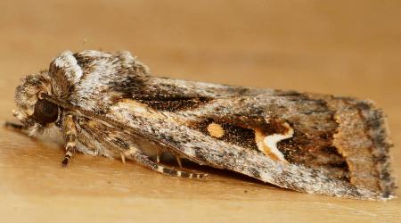 Proteuxoa heliosema