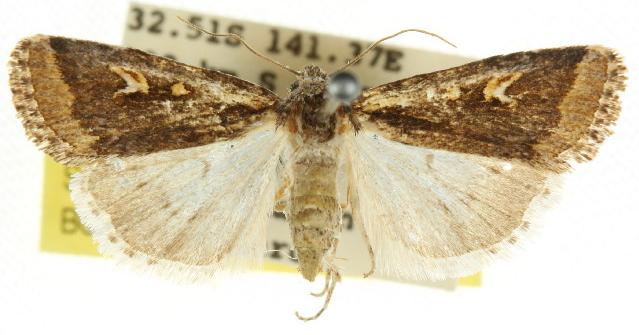 Proteuxoa heliosema