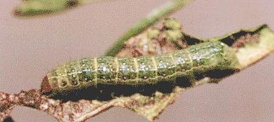 Condica illecta