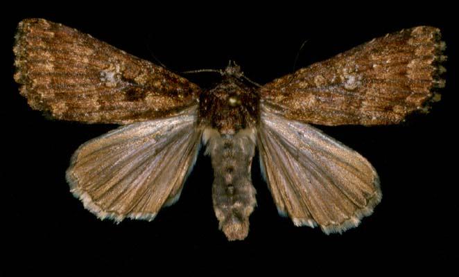 Condica illecta